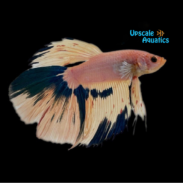 Blue Rim Halfmoon Betta - Male (Betta splendens)