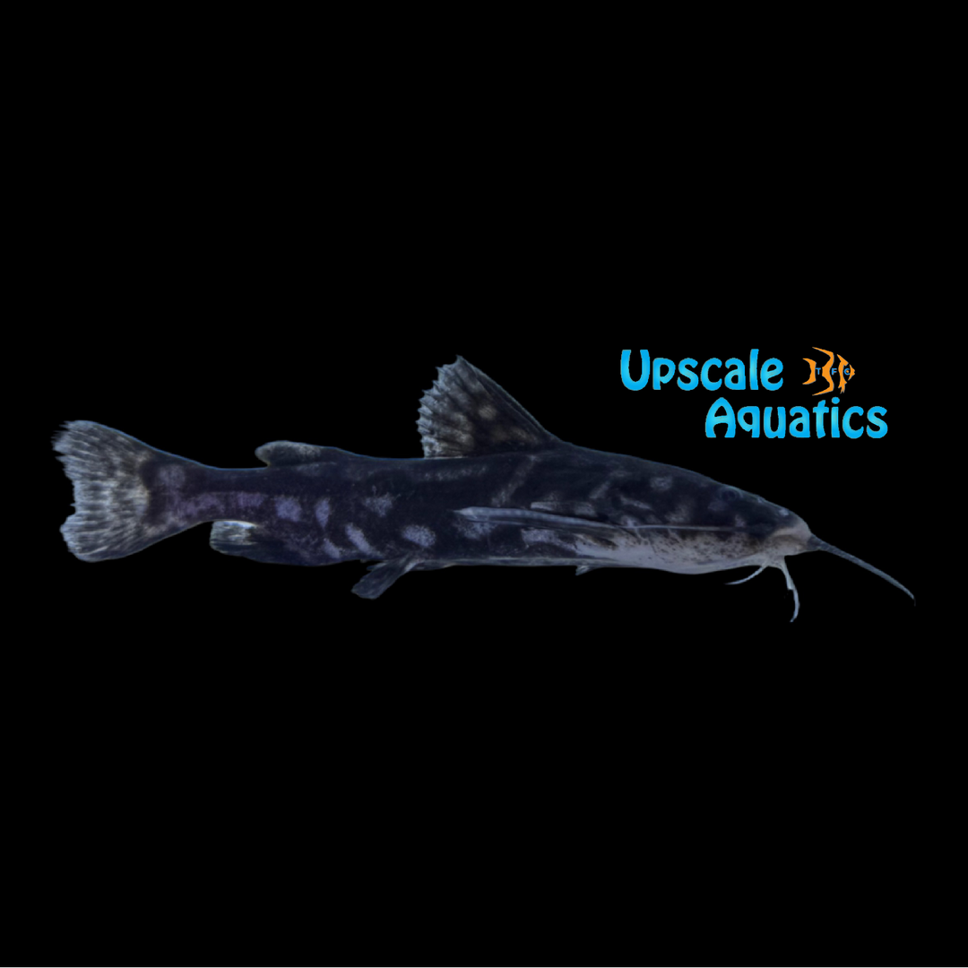 Jewel Spotted Catfish (Wertheimeria maculata)