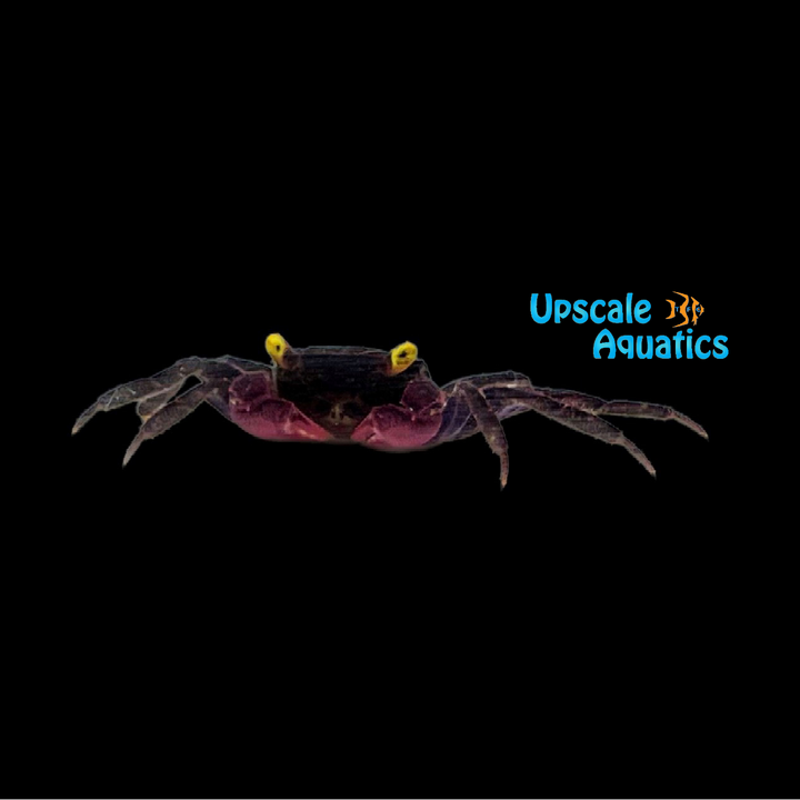 Vampire Crab (Geosesarma dennerle)