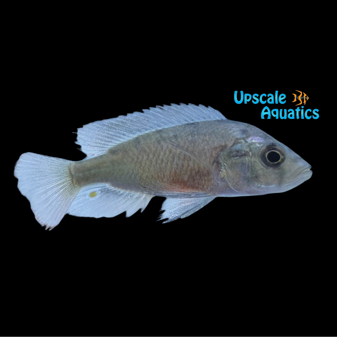 Crimson Tide Cichlid (Pundamilia Nyererei 'Crimson Tide')