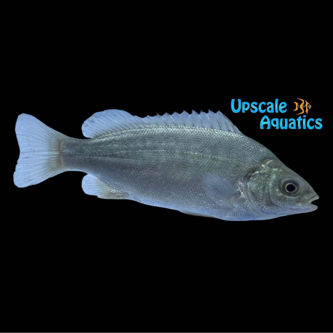 Jade Perch (Scortum barcoo)