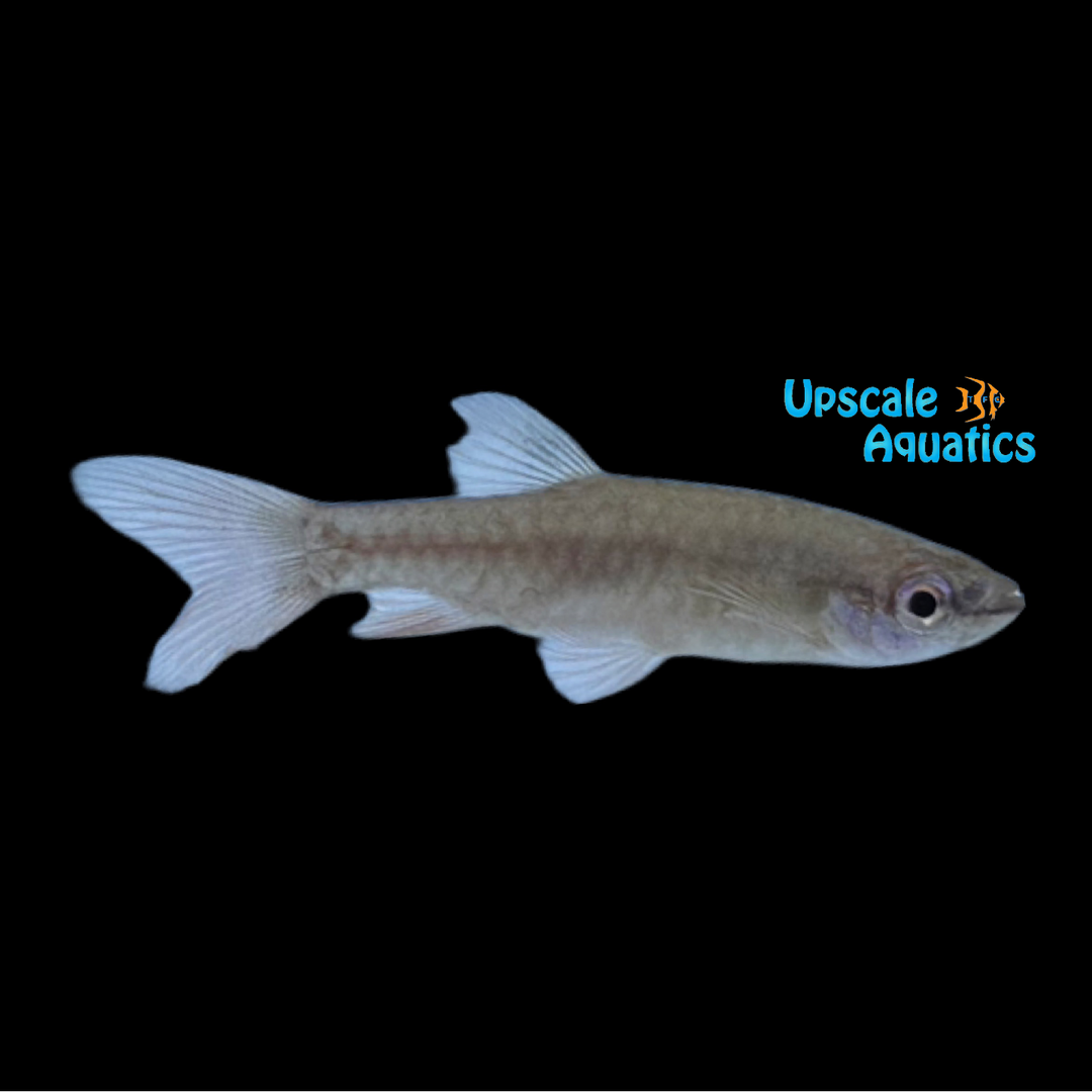 Red Splash Tetra (Pyrrhulina brevis)