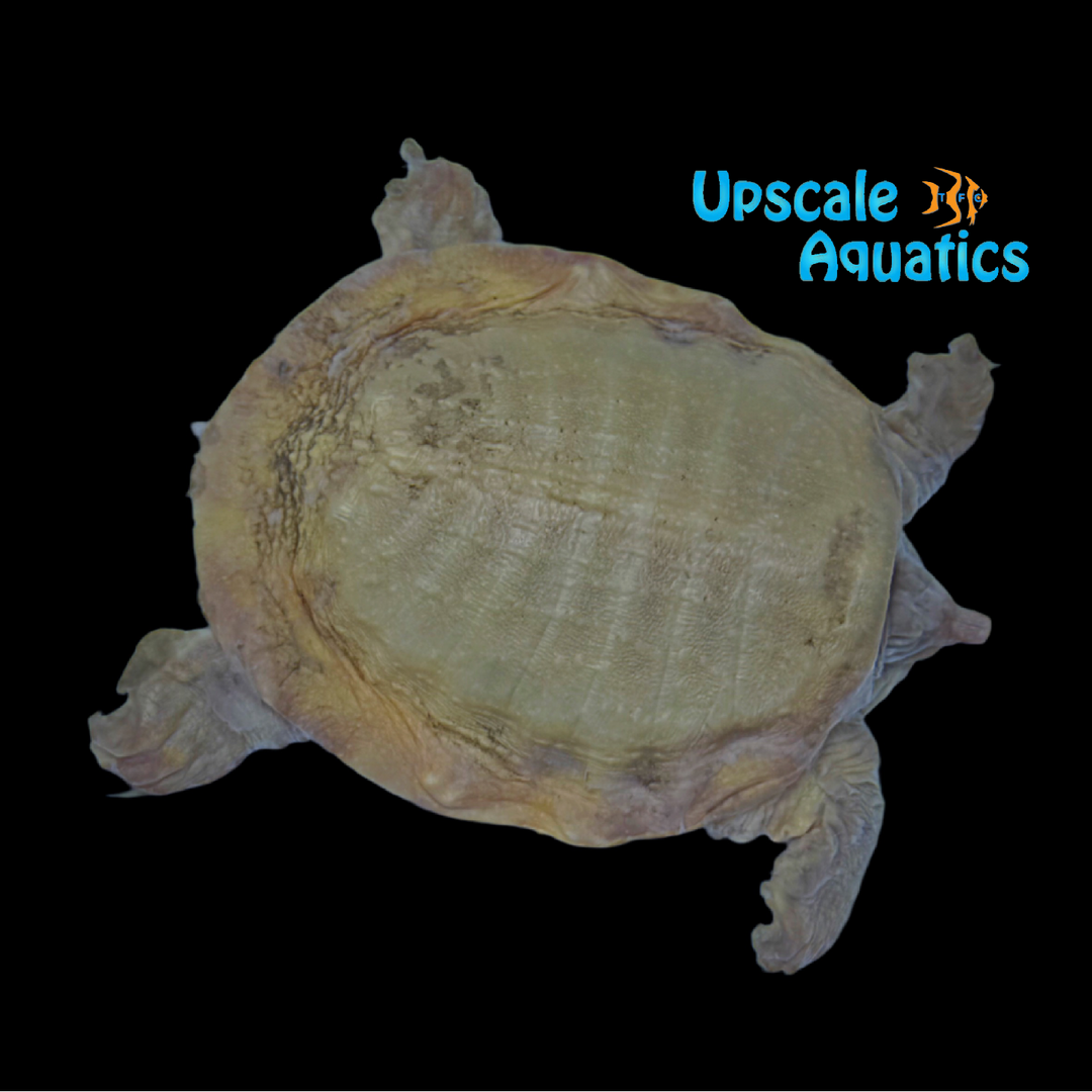 Albino Chinese Softshell Turtle (Pelodiscus sinensis)
