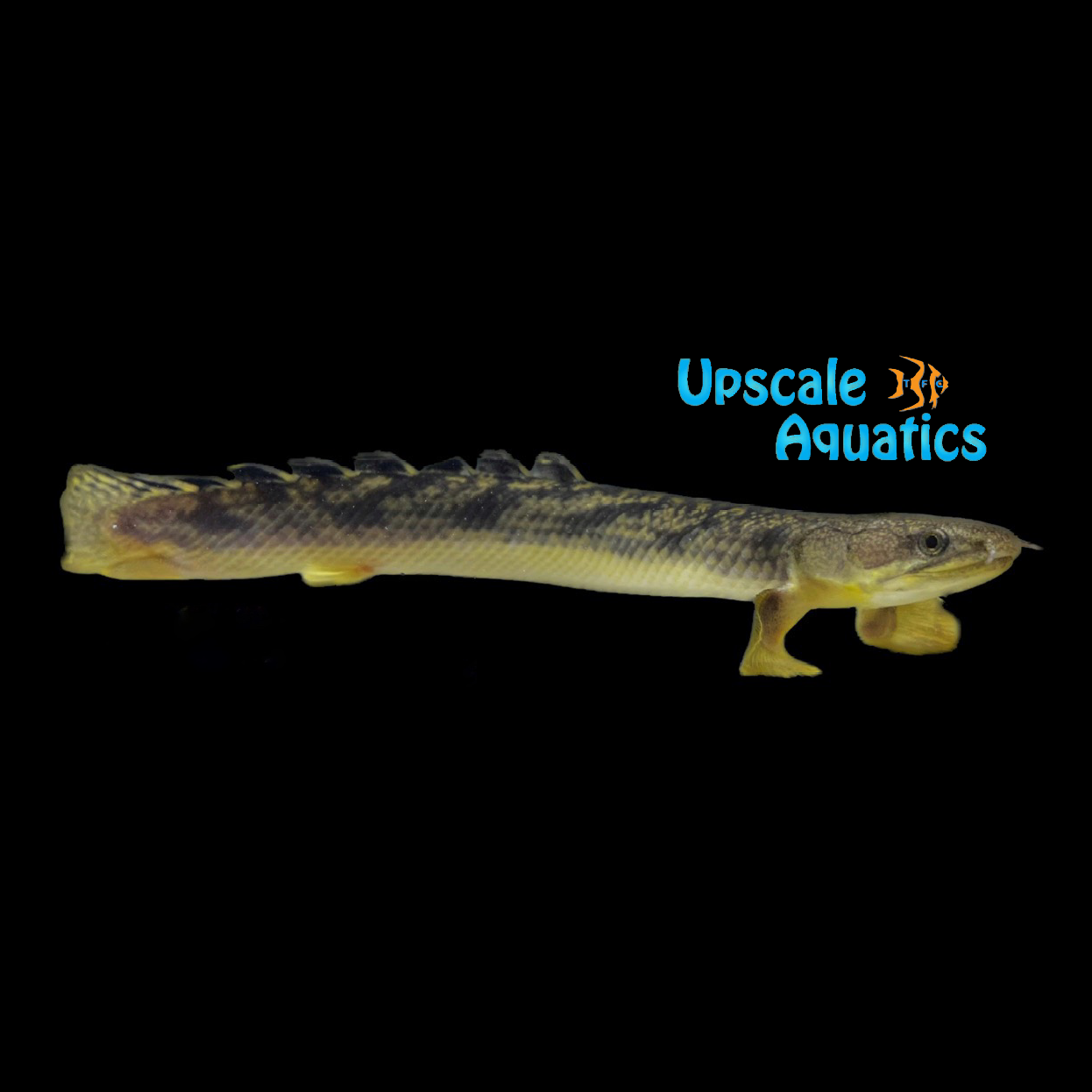 Marbled Bichir (Polypterus palmas palmas) – Upscale Aquatics