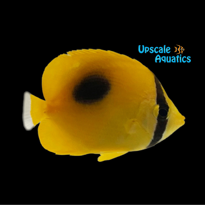 Mirror Butterflyfish (Chaetodon speculum)