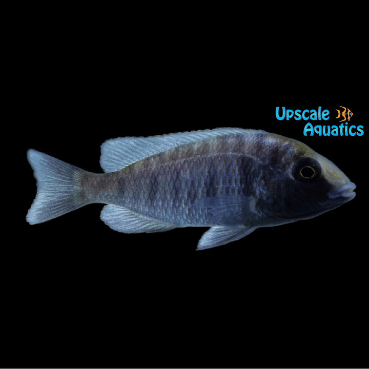 Gissel Cichlid (Placidochromis sp. phenochilus gissel)