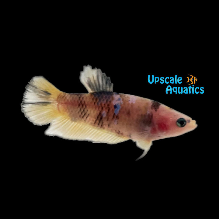 Yellow Galaxy Plakat Betta - Female (Betta splendens)