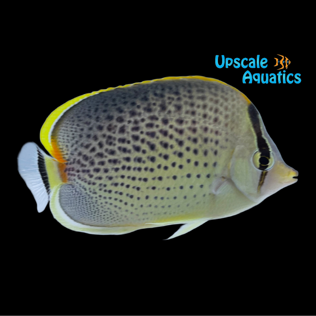 Peppered Butterflyfish (Chaetodon guttatissimus)