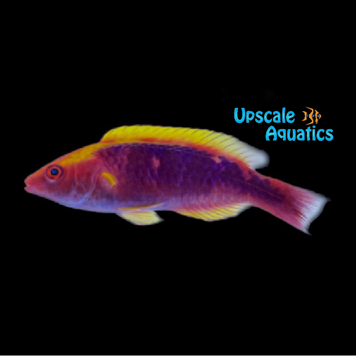 Tricolor Fairy Wrasse (Cirrhilabrus cf lubbocki)