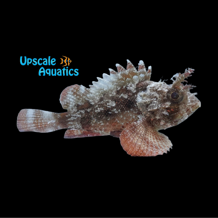 Horned Barbfish (Scorpaena brasiliensis)