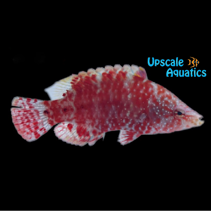 Red Maori Snooty Wrasse (Cheilinus oxycephalus)