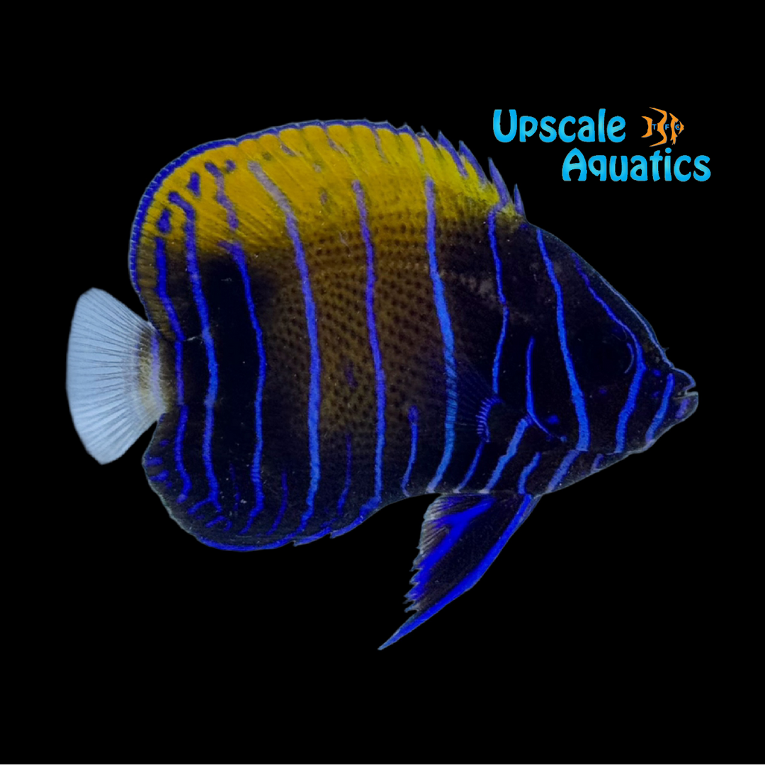 Majestic Angelfish - Transitioning (Pomacanthus navarchus)