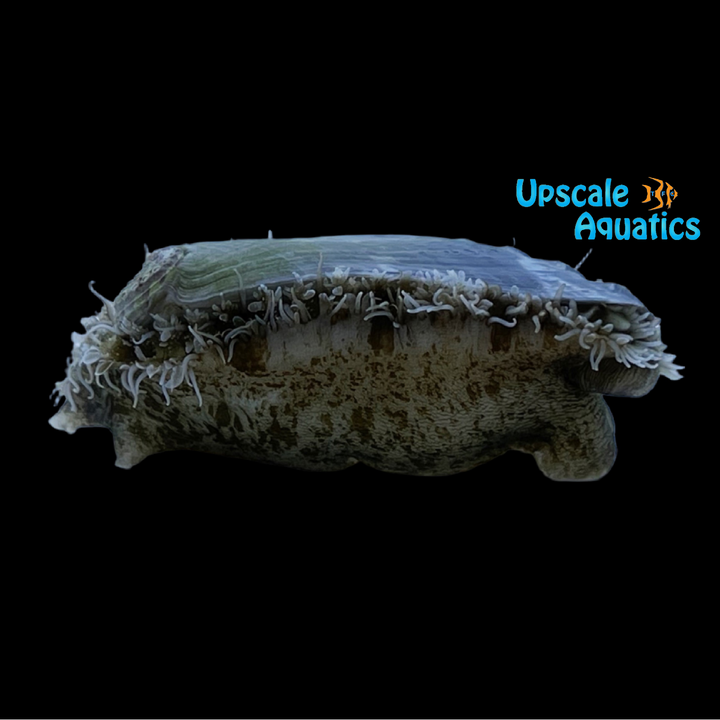 Tropical Abalone Snail (Haliotis asinina)