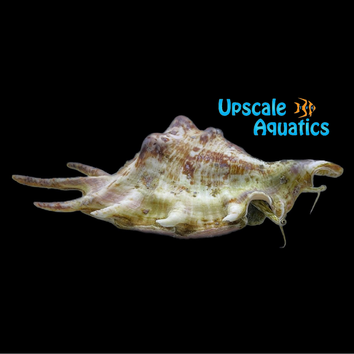 Spider Conch (Lambis lambis)
