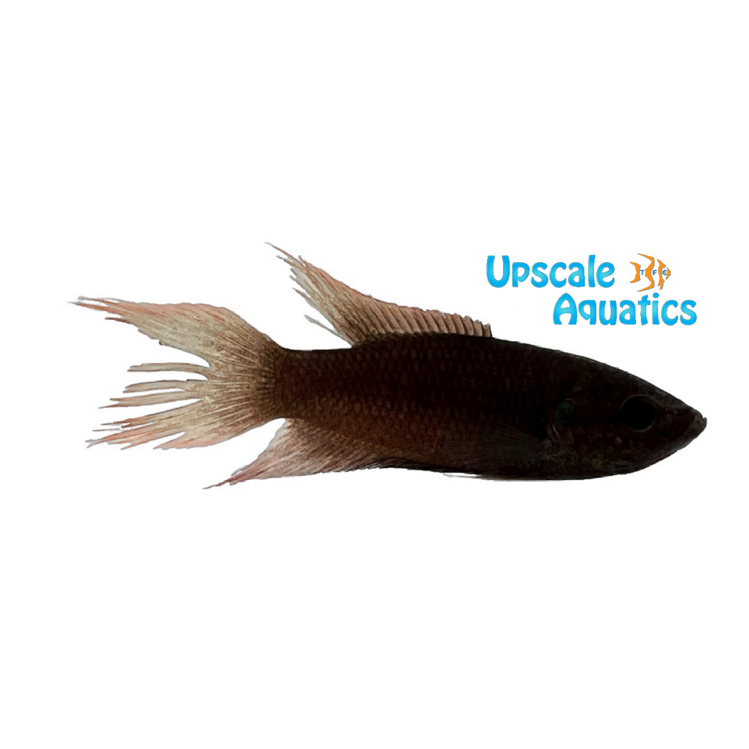 Hong Kong Paradise Fish- Wild (Macropodus hongkongensis)