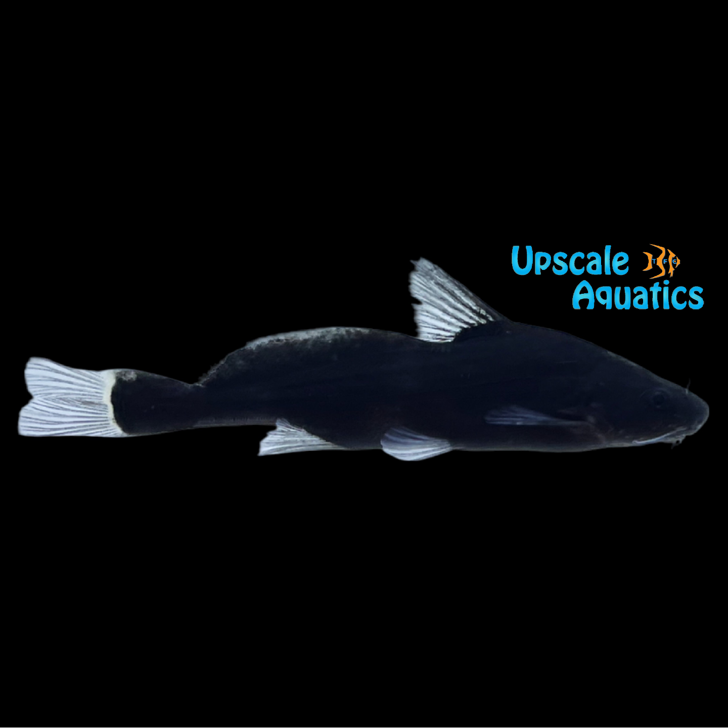 White Whisker Lancer Catfish (Bagrichthys majusculus) – Upscale Aquatics