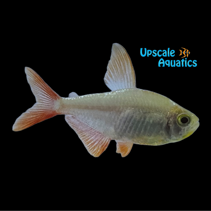 Gold Colombian Tetra (Hyphessobrycon columbianus gold)