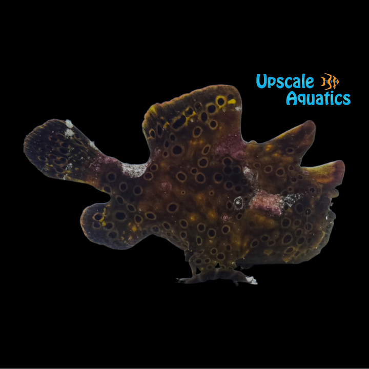 Painted Frogfish (Antennarius pictus)