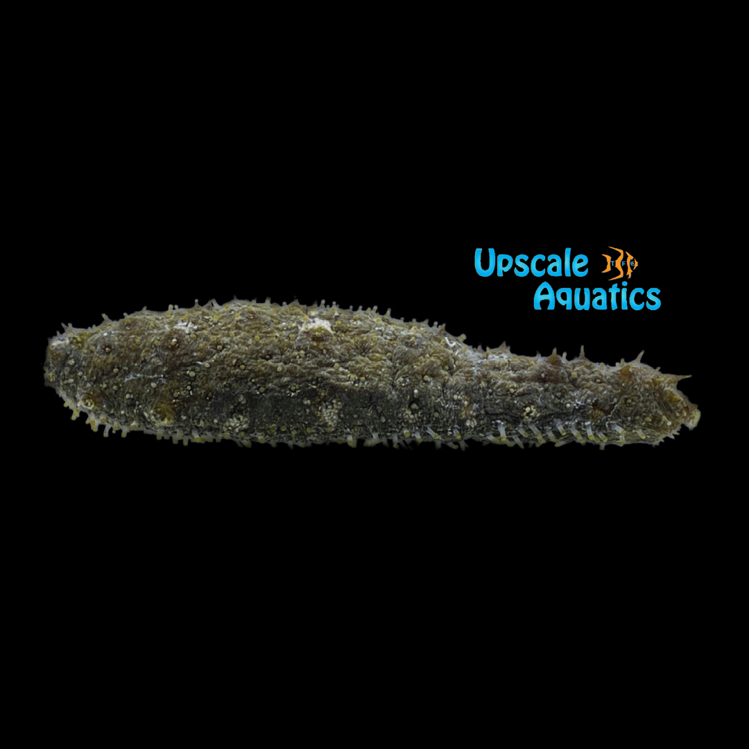 Sand Sifting Cucumber (Holothuria floridana)