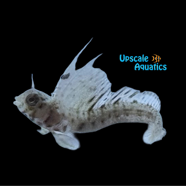 Gulf Signal Blenny (Emblemaria hypacanthus)