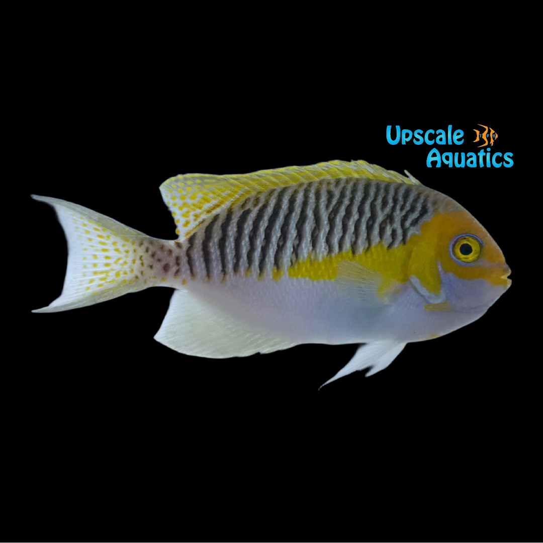 Masked Swallowtail Angelfish - Male (Genicanthus semifasciatus)