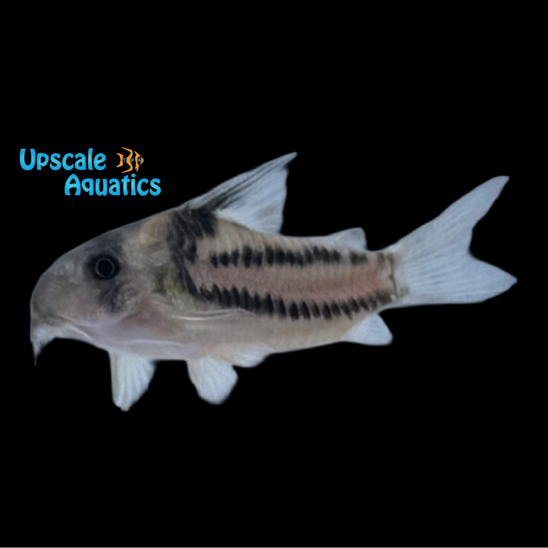 Super Parallelus Cory (Hoplisoma sp. CW127)