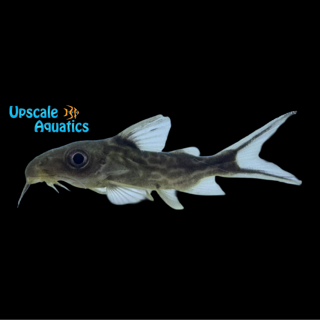 Big Eye Synodontis (Synodontis pleurops)