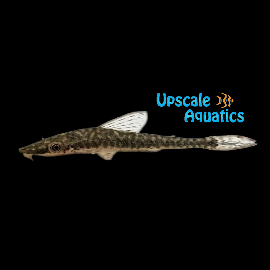 Spotted Giant Otocinclus (Oxyropsis wrightiana)