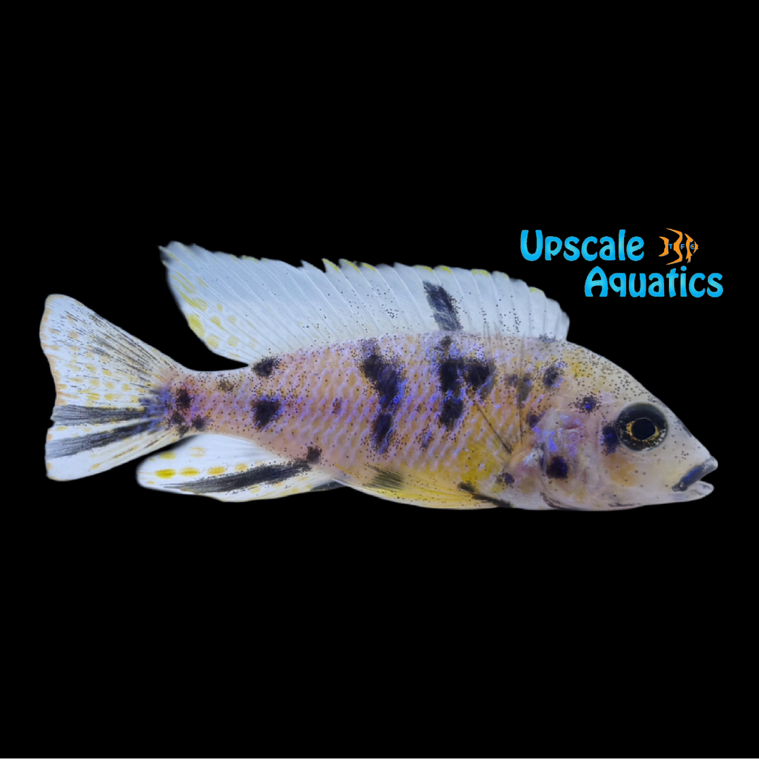 Platinum OB Peacock (Aulonocara sp. OB)