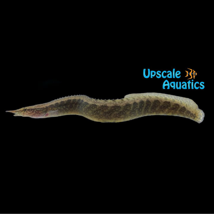 Half Banded Spiny Eel (Macrognathus circumcinctus)