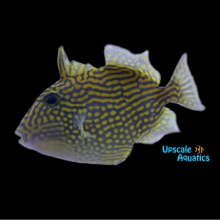 Blueline Trigger (Pseudobalistes fuscus)