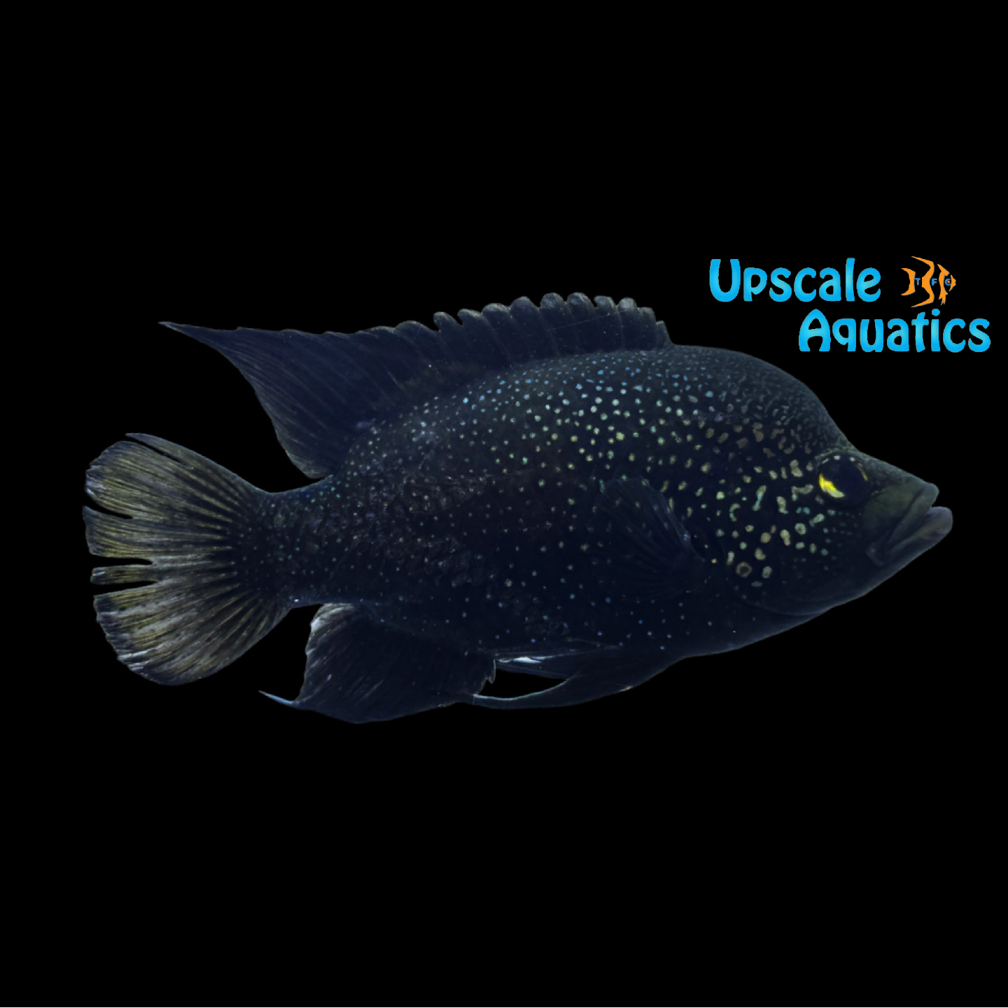 Polleni Cichlid 'Small Spot Fony' (Paratilapia polleni) – Upscale Aquatics