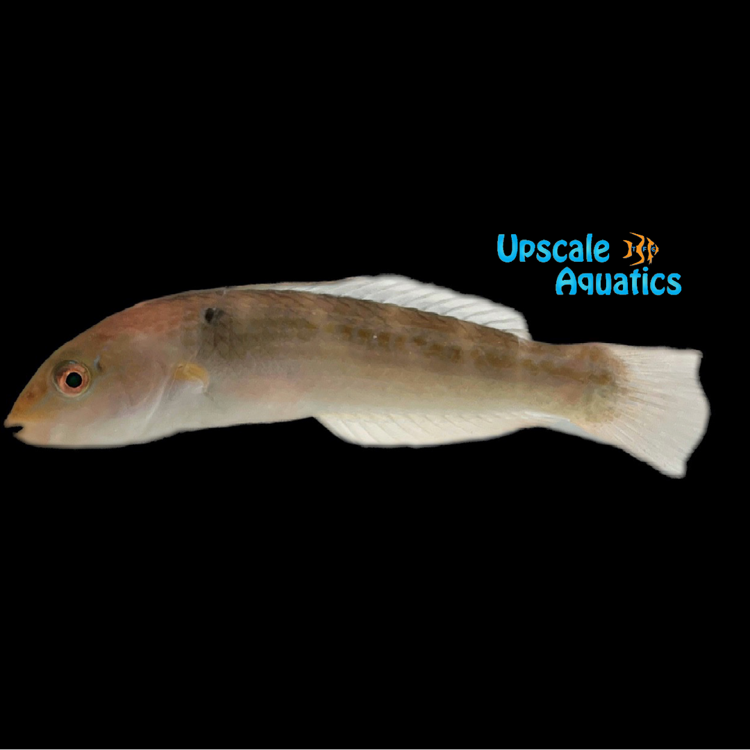 Chameleon Wrasse (Halichoeres dispilus)