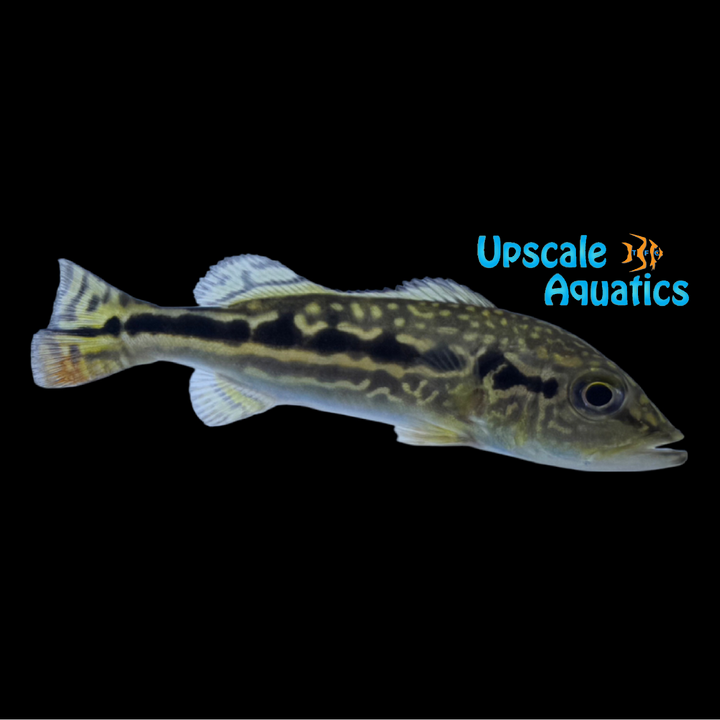 Cobra Snakeskin Peacock Bass (Cichla sp.)