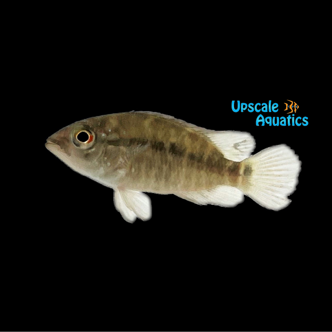 Umbee Cichlid (Kronoheros umbriferus)