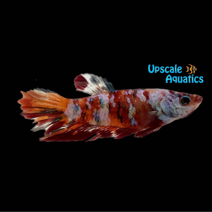 Nemo Koi Halfmoon Betta - Female (Betta splendens)