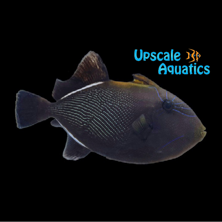 Indian Black Trigger (Melichthys indicus)