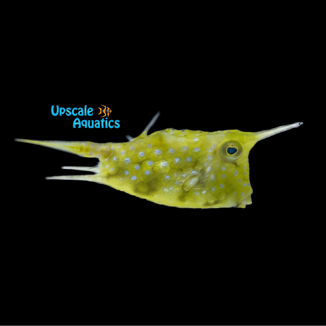 Longhorn Cowfish (Lactoria cornuta)