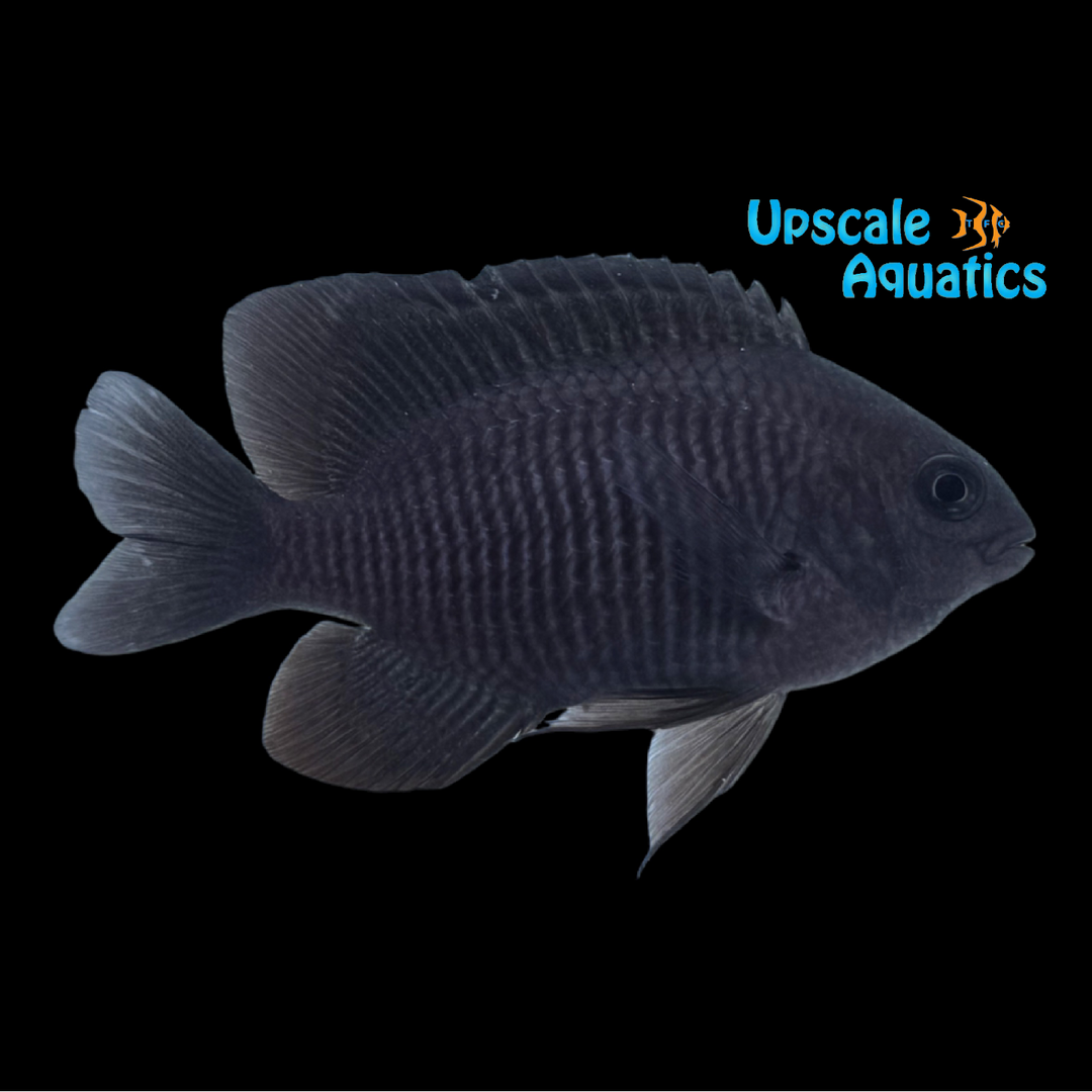 Dusky Damsel (Stegastes adustus)