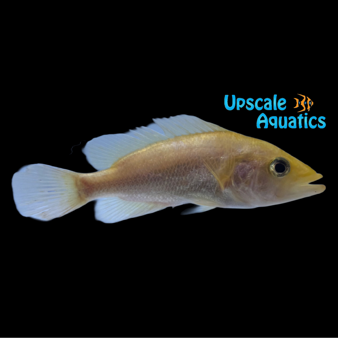 Red Bay Snook Cichlid (Petenia splendida)