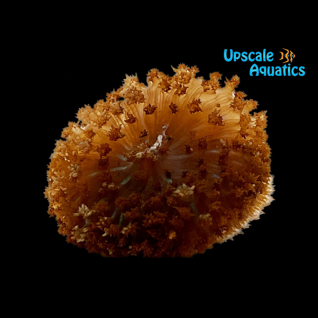 Red Saint Thomas Mushroom (Rhodactis sanctithomae)
