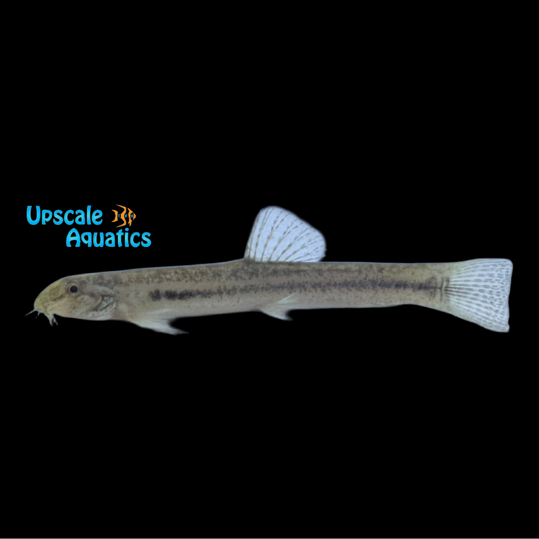 Guntea Loach (Lepidocephalichthys guntea)
