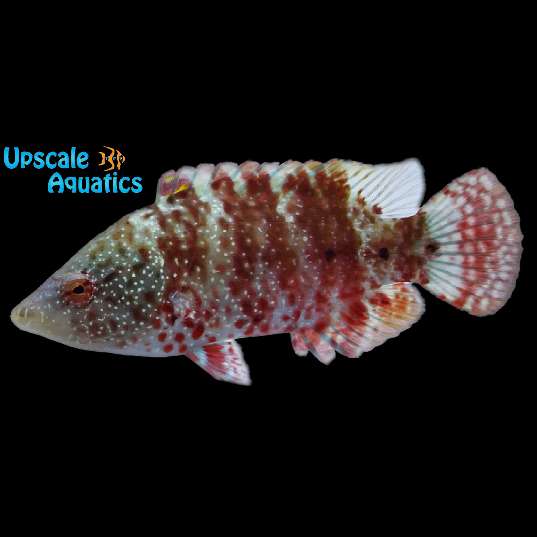 Red Maori Snooty Wrasse (Cheilinus oxycephalus)