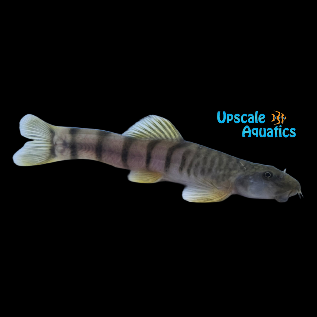 Pink Zebra Stone Loach (Schistura disparizona)