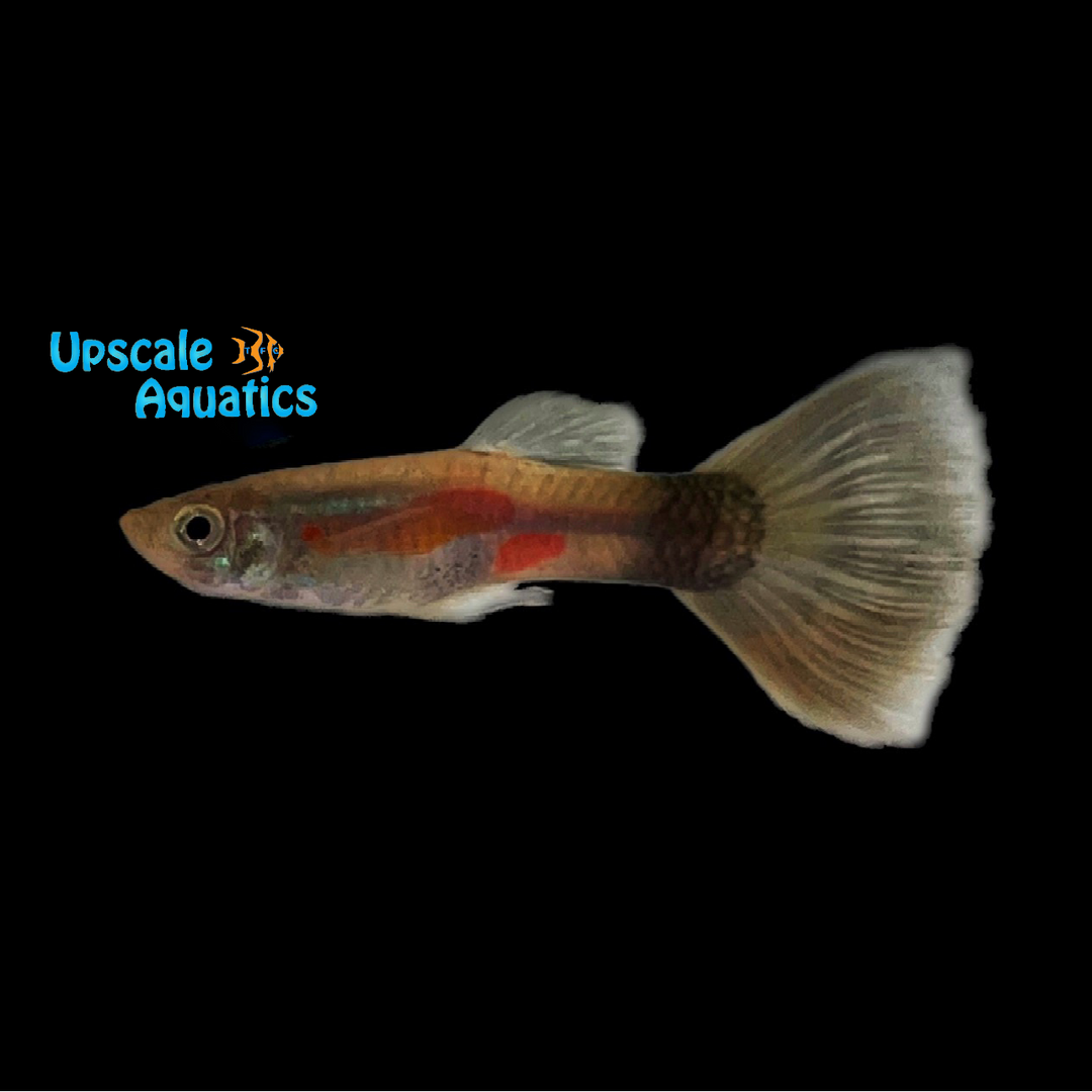 Purple Delta Guppy (Poecilia reticulata)
