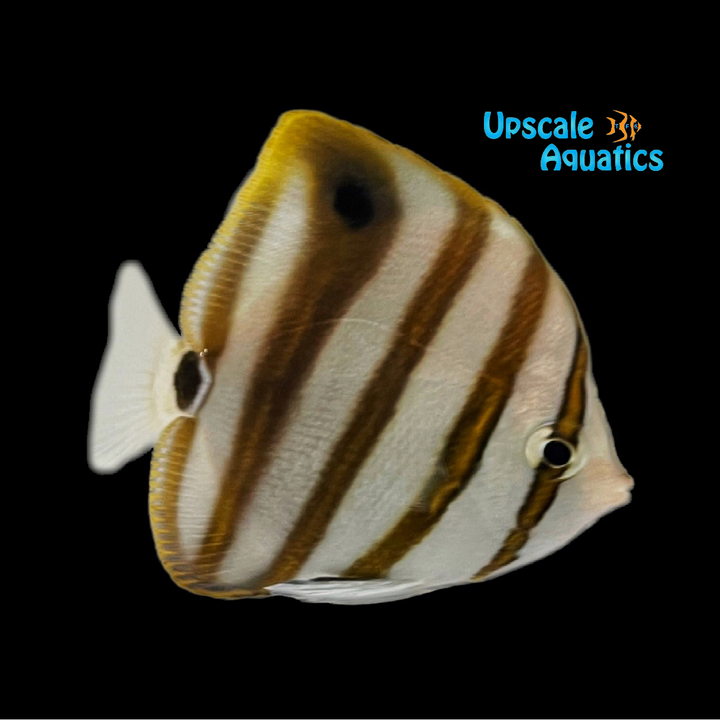 Sixspine Butterflyfish (Parachartodon ocellatus)