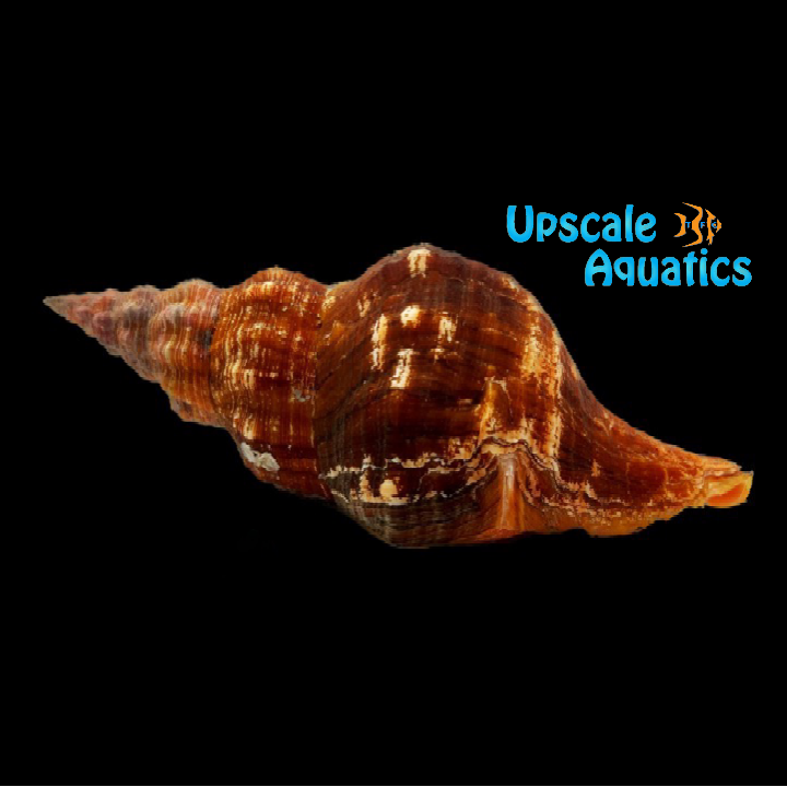 Horse Conch (Triplofusus giganteus)