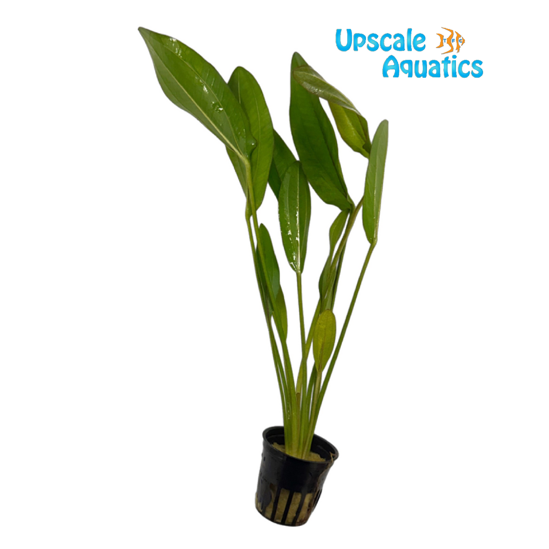 Frans Stoffels Sword (Echinodorus 'Frans Stoffels')