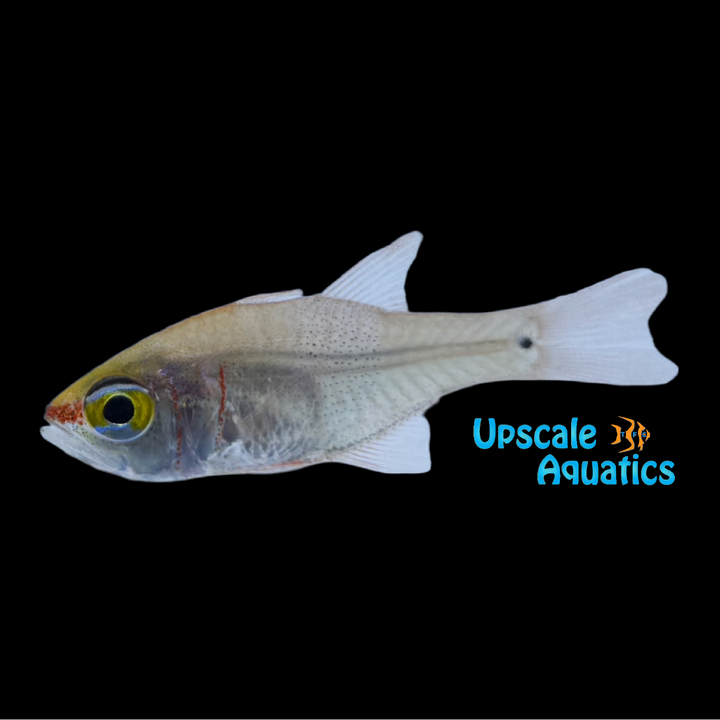 Girdled Cardinalfish (Archamia zosterophora)