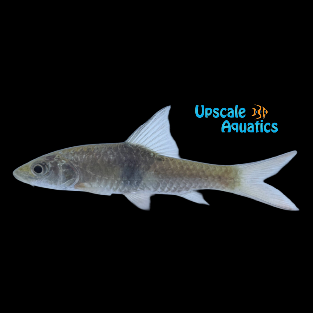Sabah Hampala Barb (Hampala sabana)